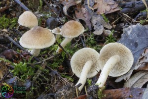 Inocybe flocculosa.jpg_product_product